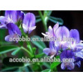 Kosher Halal Certificada Extracto de Alfalfa Natural Flavone Saponin 5%, 10%, 20%